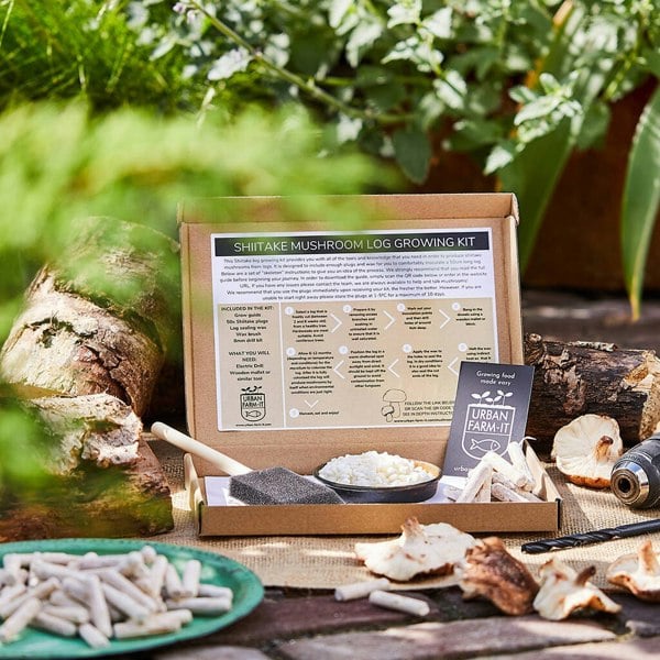 Urban Farm-It Shiitake Mushroom Log Growing Kit