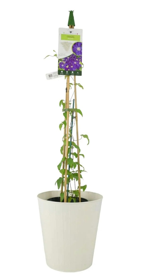 Clematis Rhapsody 3L Pot Plants By Post