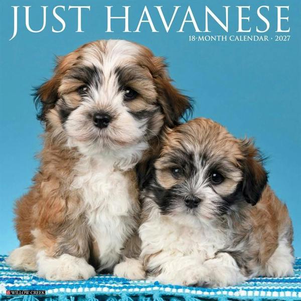Just Havanese Calendar 2027, Wall Calendars, Month To View, Dogs, Gift