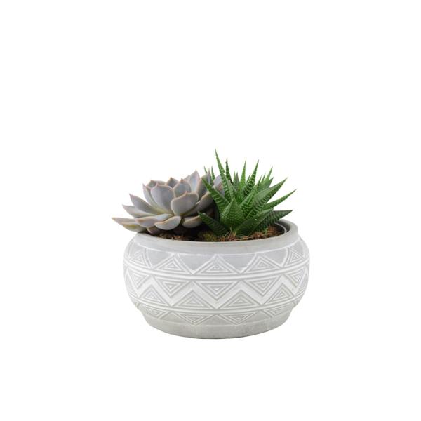 Succulent Mixed in Marrakesh Bowl Plants By Post