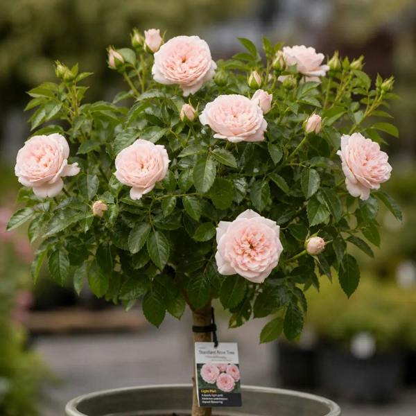 7.5L Standard Rose Tree Light Pink 100-110cm - Elegant Flowering Garden Rose Plant