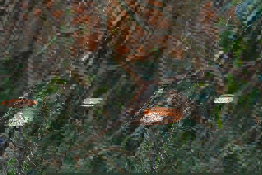 birds feeding