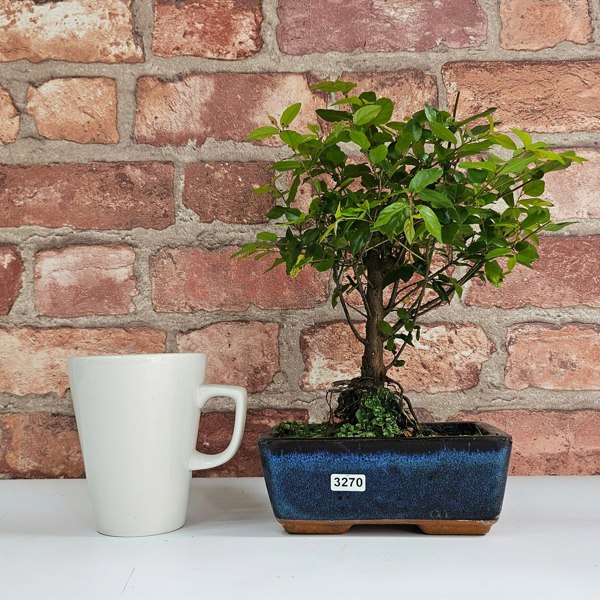 Yorkshire Bonsai Bird Plum (Sageretia) Bonsai Tree | Broom | In 15cm Pot