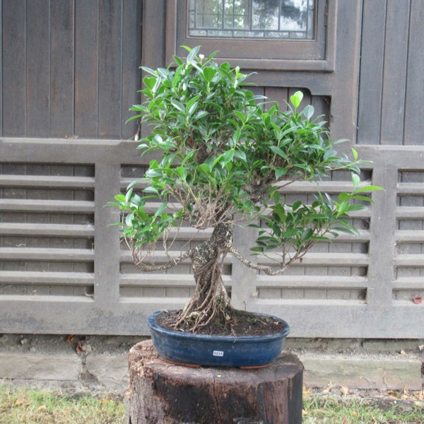 Ficus Microcarpa (Banyan Fig) Indoor Bonsai Tree | Shaped | In 30cm Pot