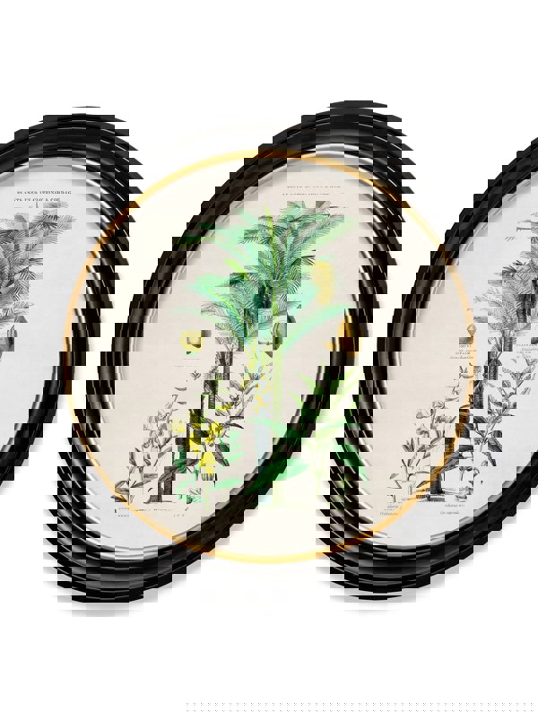 Exceptional Art c.1877 Tropical Plants Used as Food and Clothing - Round Frame