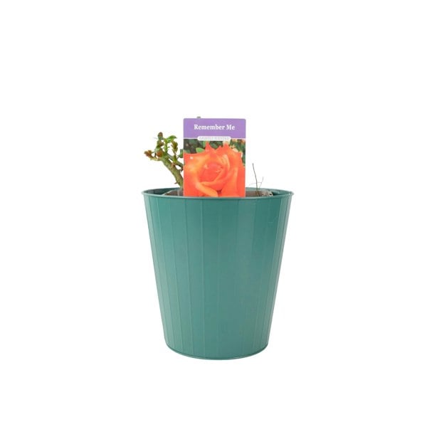 Rose Remember Me Bush 5.5L Plants By Post
