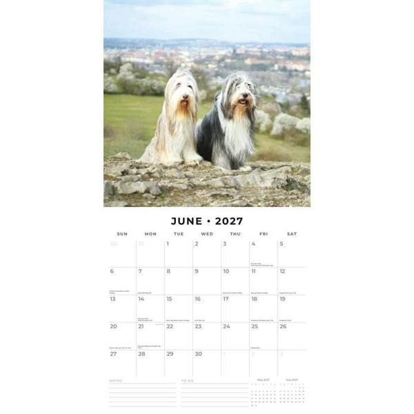 Bearded Collies Calendar 2027, Wall Calendars, Month To View, Dogs, Gift