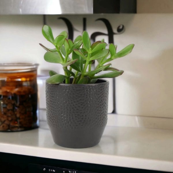 Crassula Money Plant 12cm Pot