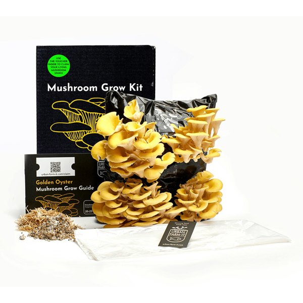 Urban Farm-It Yellow-Gold Oyster Mushroom Growing Kit