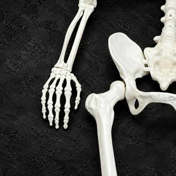 Neo Direct Neo White Prop Life Size Halloween Skeleton 160 cm