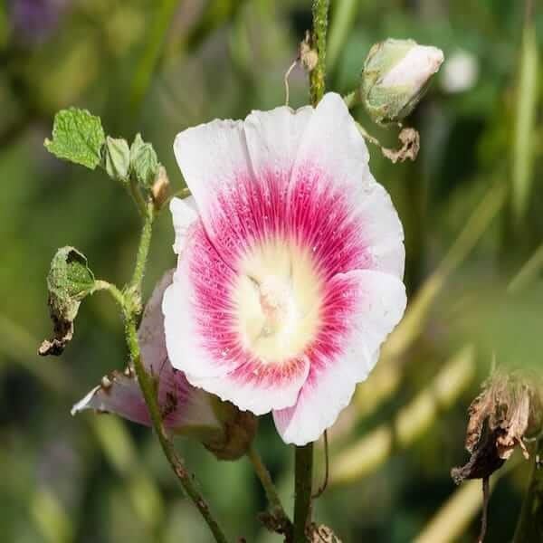 malope seedlings