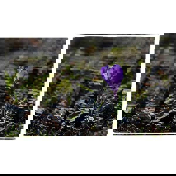 Benjamin Tate Design Purple crocus flowers, Colchicum, in a green grass meadow. Close up spring or autumn flower bloom in nature (Bath Towel)