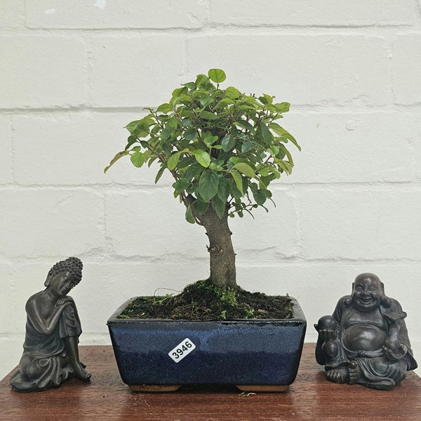 Yorkshire Bonsai Bird Plum (Sageretia) Bonsai Tree | Broom | In 15cm Pot