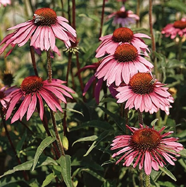 sensation pink coneflower bird feeder