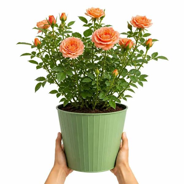 5L Rose Many Happy Returns Peach Rose Bush - Beautiful Flowering Garden Plant