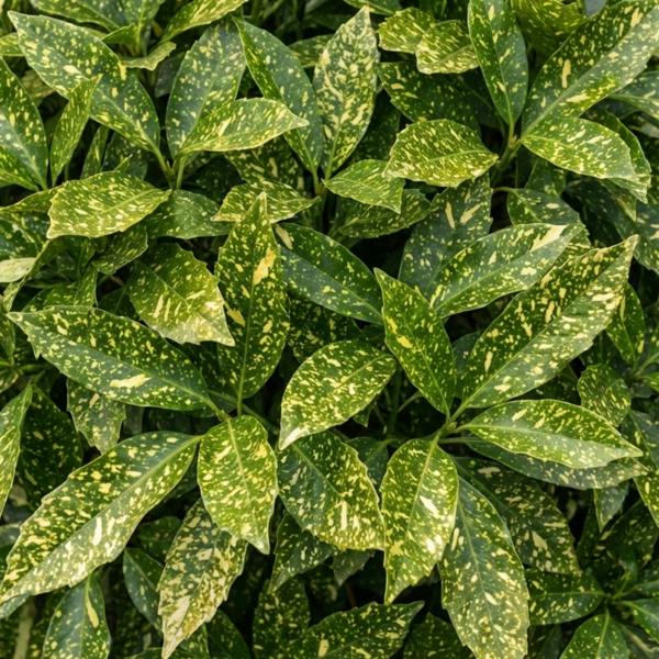 Aucuba Japonica Variegata Spotted Laurel The Rose Press Garden