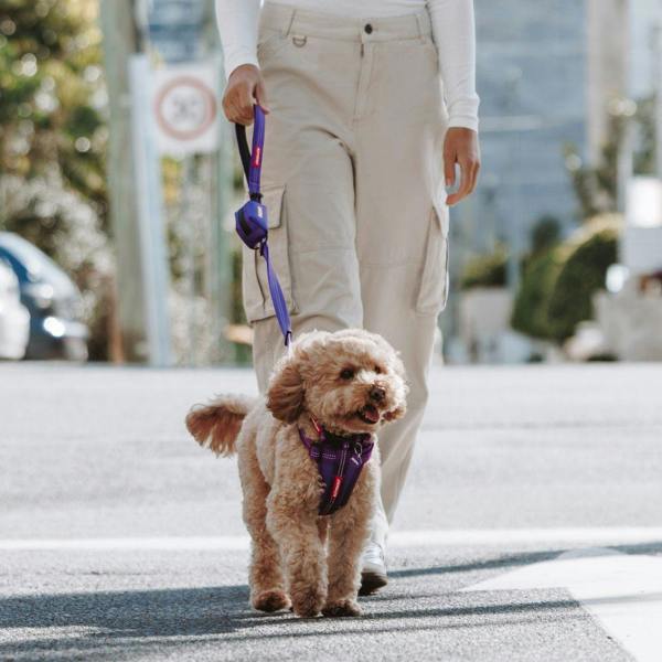 EzyDog Essential Adjustable Dog Collar in Purple