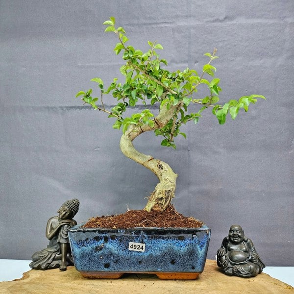 Yorkshire Bonsai Chinese Privet (Ligustrum Sinense) Bonsai Tree | Shaped | In 20cm Pot
