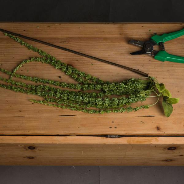 Hill Interiors Faux Amaranthus - Green - 