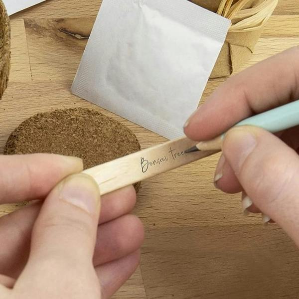 Grow Your Own Bonsai Tree Kit - alternative angle
