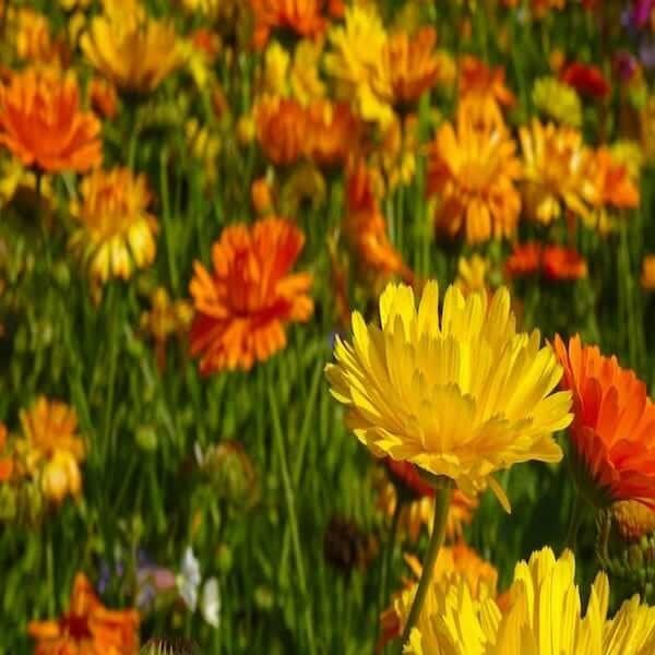 french marigold bonita seeds