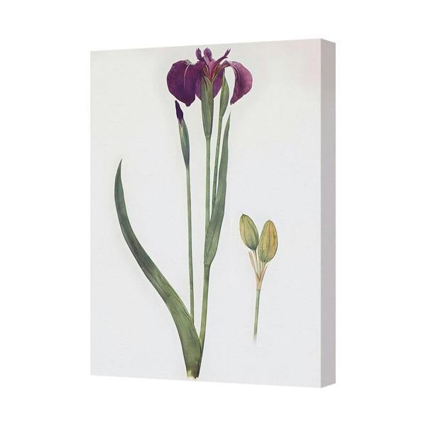 Benjamin Tate Design Purple Iris Botanical Canvas Wall Art Print For Living Room