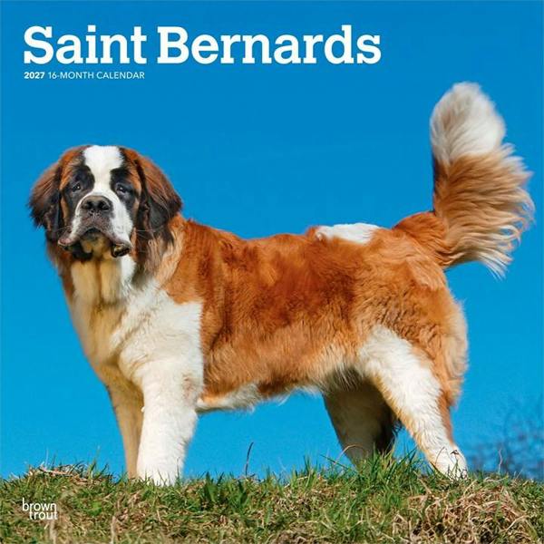 Saint Bernards Calendar 2027, Wall Calendars, Month To View, Dogs, Gift