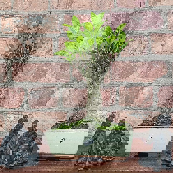 Yorkshire Bonsai Ficus Microcarpa (Banyan Fig) Indoor Bonsai Tree | Broom | In 20cm Pot