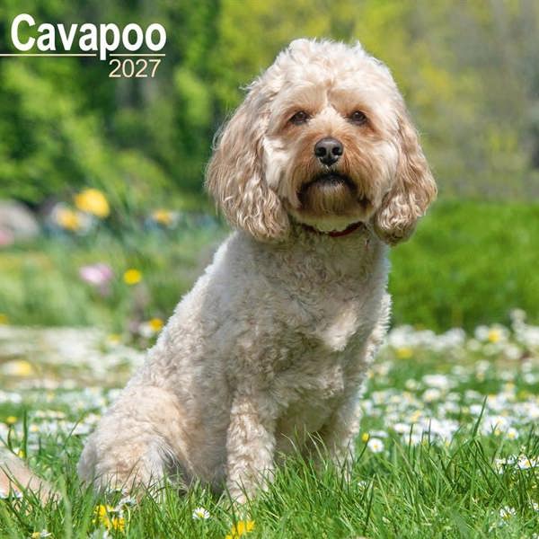 Cavapoo Calendar 2027, Wall Calendars, Month To View, Dogs, Gift