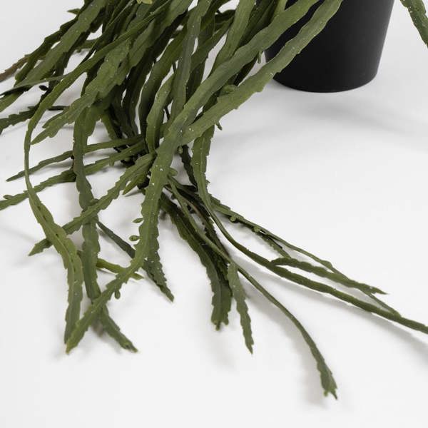Scottish Everlastings 99cm Trailing Rhipsalis Paradox Cactus in Black Plastic Pot