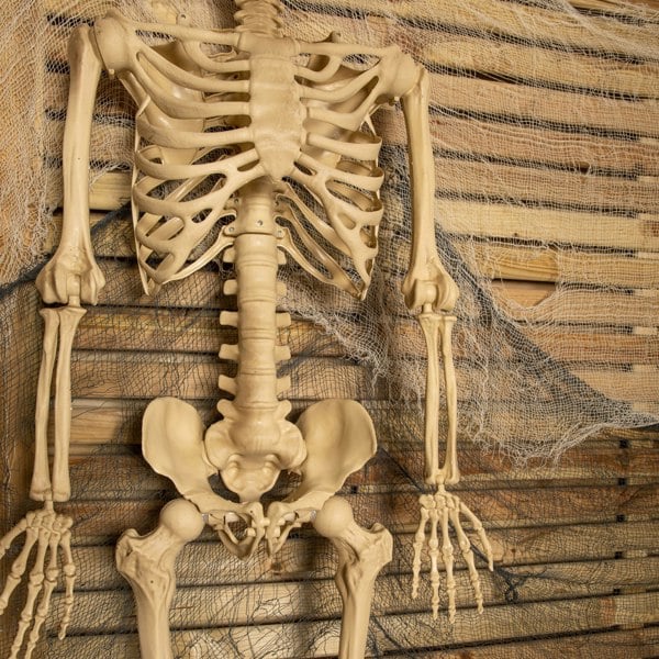 Samuel Alexander 5ft (150cm) Posable Full Body Halloween LED Skeleton Decoration with Movable Joints and LED Eyes