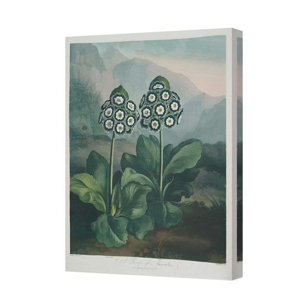 Benjamin Tate Design Botanical Canvas Print White Flower Clusters In Green Leaves