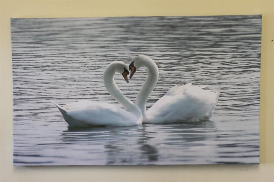 Large Swans Canvas Print