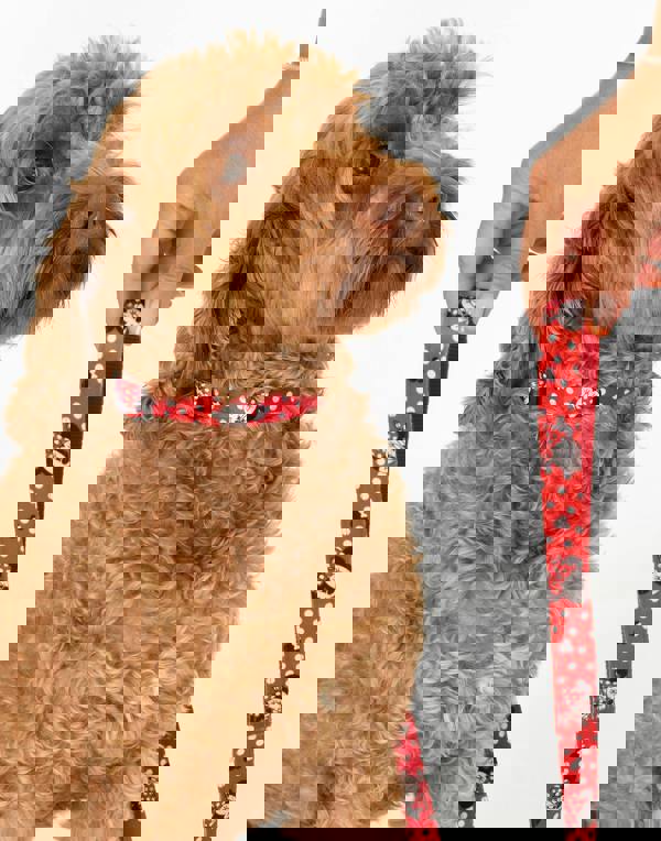 Disney Unisex Blue Minnie Mouse Bowl , Collar , Charm and Lead Gift Set