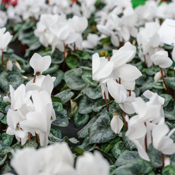 Cyclamen White 10.5cm Pot Pack of 3 & 6 Flowering Outdoor Plants
