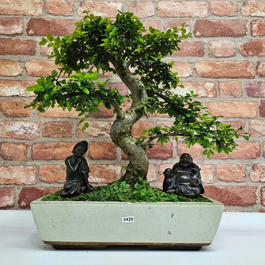 Yorkshire Bonsai Large Chinese Elm (Ulmus Parvifolia) Bonsai Tree | Shaped | In 35cm Pot - 3420