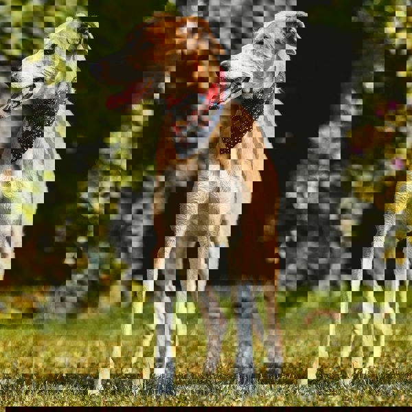 Heritage Traditions Heritage  Hounds Tartan Dog Bandana