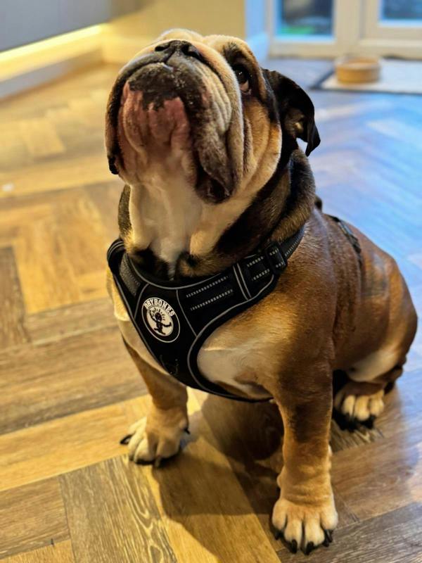 DRYBONES Dog/Pet Accessories Bundle