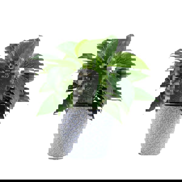 Philodendron White Wave – Indoor Plant | 12cm Pot with Decorative Ceramic Options Plants By Post