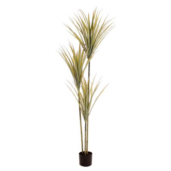 Scottish Everlastings 160cm Yucca Tree