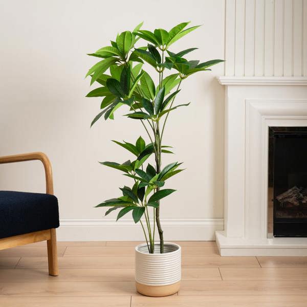 Scottish Everlastings 125cm Umbrella (Schefflera) Tree