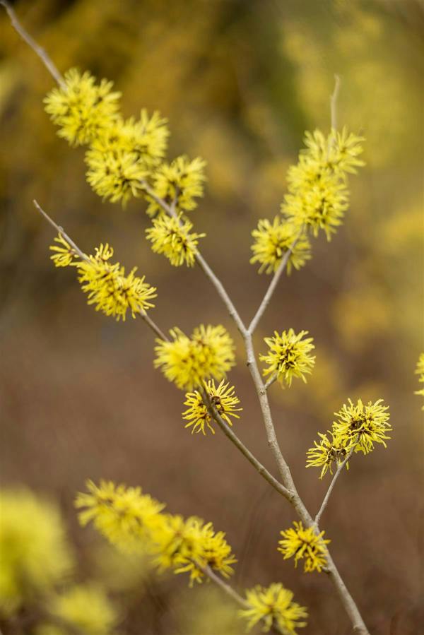 Direct Plants Witch Hazel Hamamelis Arnold Promise Shrub Plant 4-5ft Extra Large in a 7.5 Litre Pot By Direct Plants