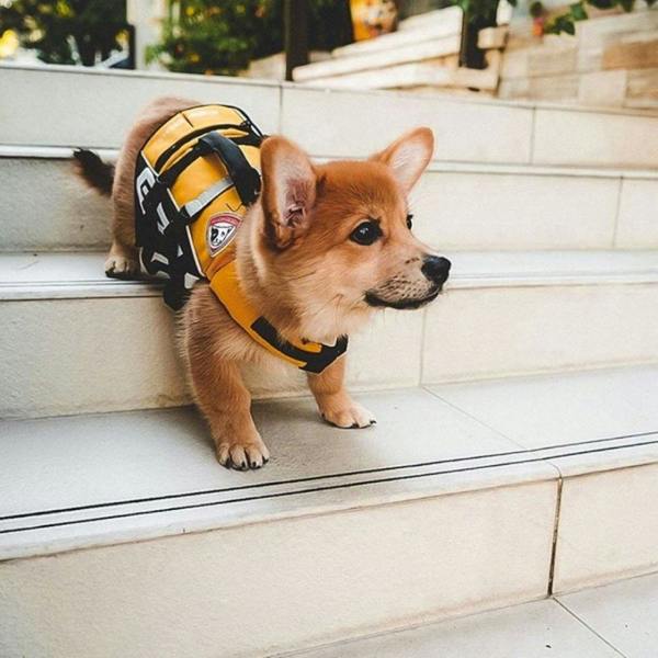 EzyDog DFD Micro Dog Life Jacket in Yellow