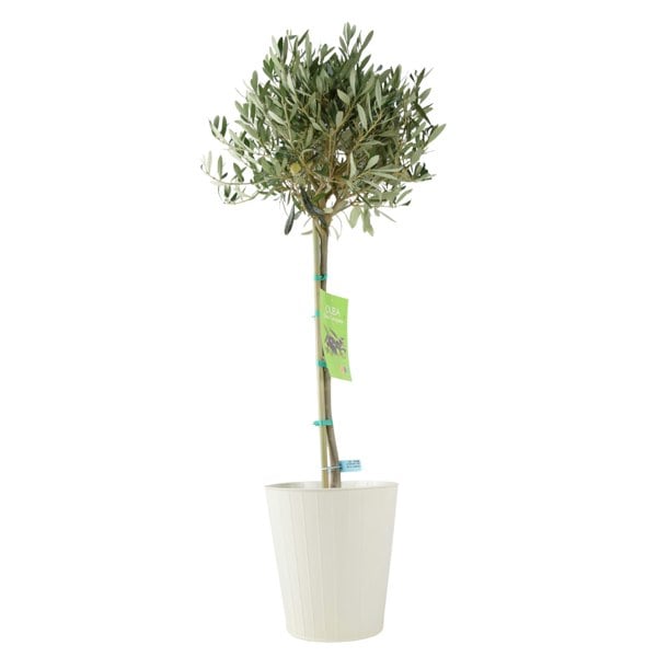 Olive Tree - 90/100cm Tall - Mediterranean Charm for Your Garden