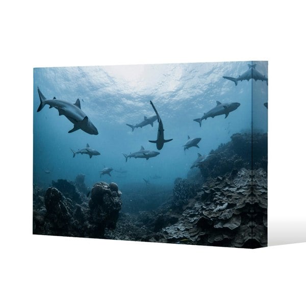 Benjamin Tate Design Schooling grey reef sharks, Ningaloo reef, Western Australia Slim Style Canvas Print  90x120cm , 15mm Slim Real wood.