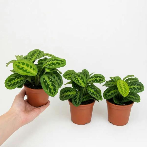 Maranta Lemon Lime Prayer Plant Green Variegated 12cm Pot The Rose Press Garden