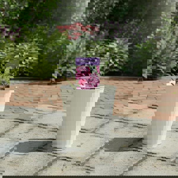 My Lovely Dad Rose - Plants By Post