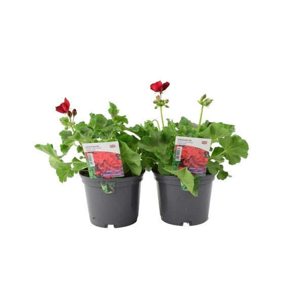 Geranium Zonal Calliope 1L Dark Red x 2