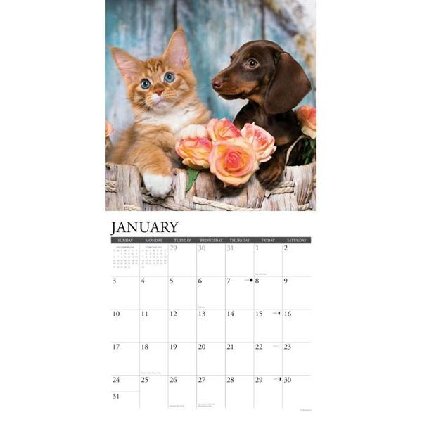 Cats & Dogs Calendar 2027, Wall Calendars, Month To View, Cats, Gift