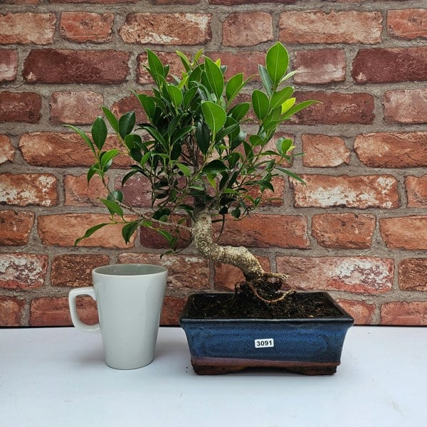 Yorkshire Bonsai Ficus Microcarpa (Banyan Fig) Indoor Bonsai Tree | Shaped | In 20cm Pot